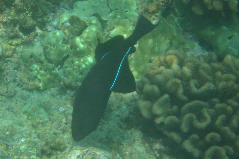 Manini-Beach-Napoopoo-Park-Captain-Cook-Big-Island-Hawaii-032