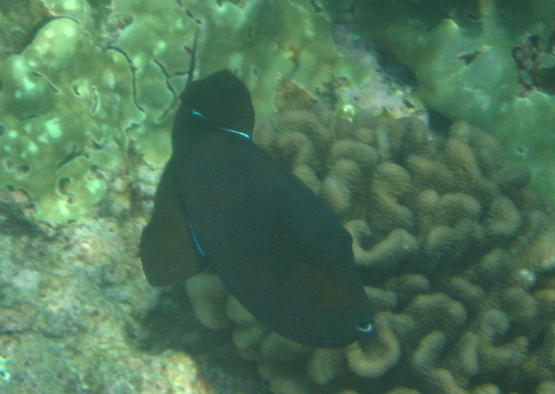 Manini-Beach-Napoopoo-Park-Captain-Cook-Big-Island-Hawaii-033