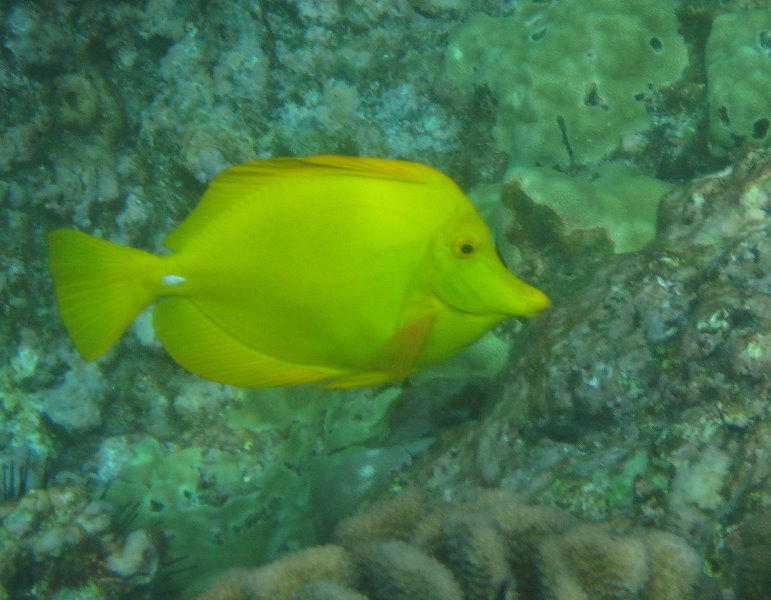 Manini-Beach-Napoopoo-Park-Captain-Cook-Big-Island-Hawaii-034