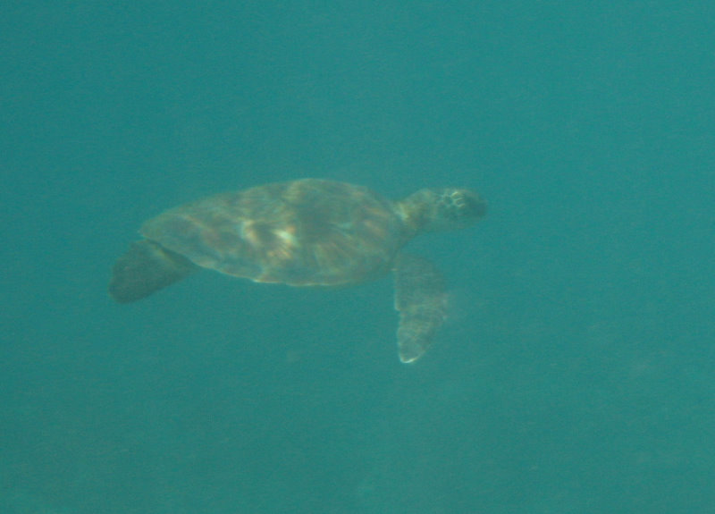 Manini-Beach-Napoopoo-Park-Captain-Cook-Big-Island-Hawaii-035