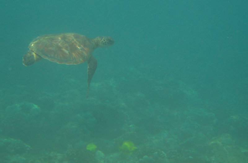 Manini-Beach-Napoopoo-Park-Captain-Cook-Big-Island-Hawaii-036