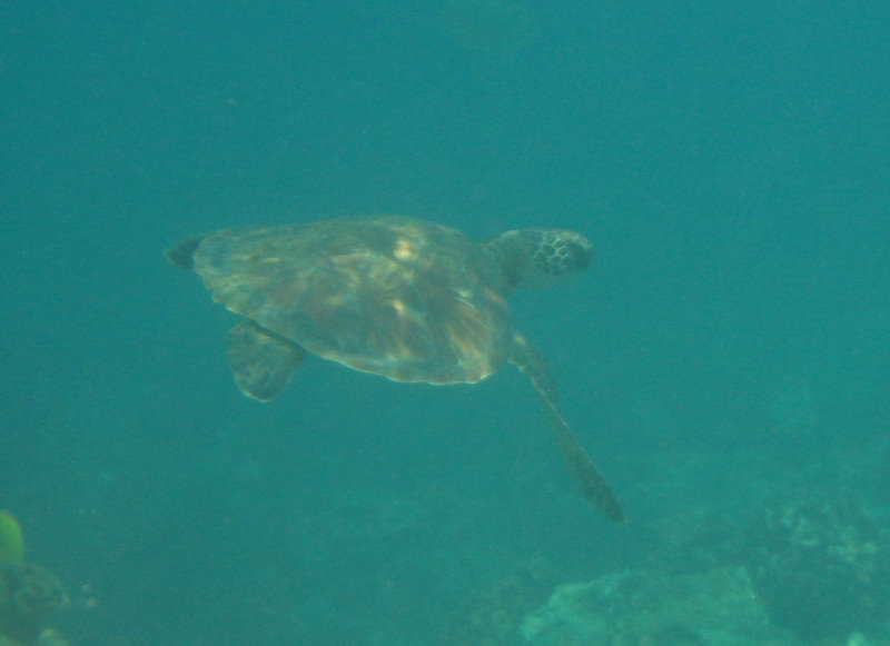 Manini-Beach-Napoopoo-Park-Captain-Cook-Big-Island-Hawaii-037