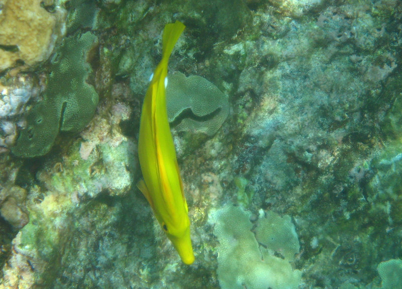 Manini-Beach-Napoopoo-Park-Captain-Cook-Big-Island-Hawaii-038