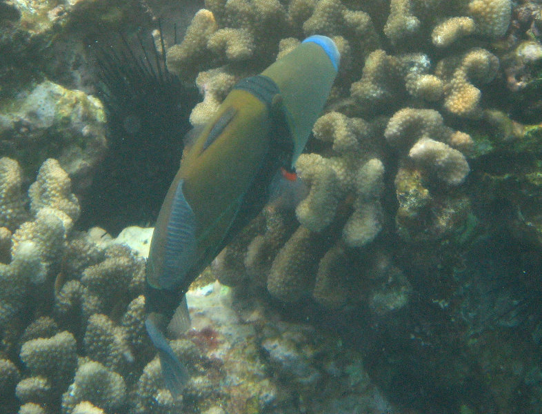 Manini-Beach-Napoopoo-Park-Captain-Cook-Big-Island-Hawaii-039