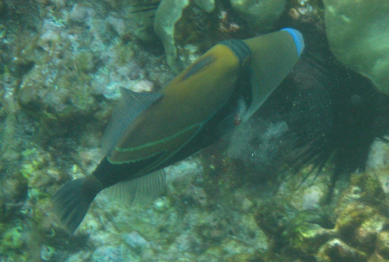 Manini-Beach-Napoopoo-Park-Captain-Cook-Big-Island-Hawaii-040