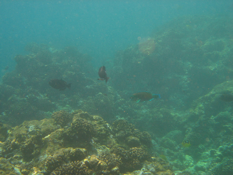 Manini-Beach-Napoopoo-Park-Captain-Cook-Big-Island-Hawaii-041