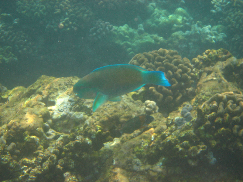 Manini-Beach-Napoopoo-Park-Captain-Cook-Big-Island-Hawaii-042