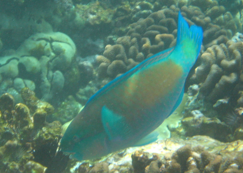 Manini-Beach-Napoopoo-Park-Captain-Cook-Big-Island-Hawaii-043