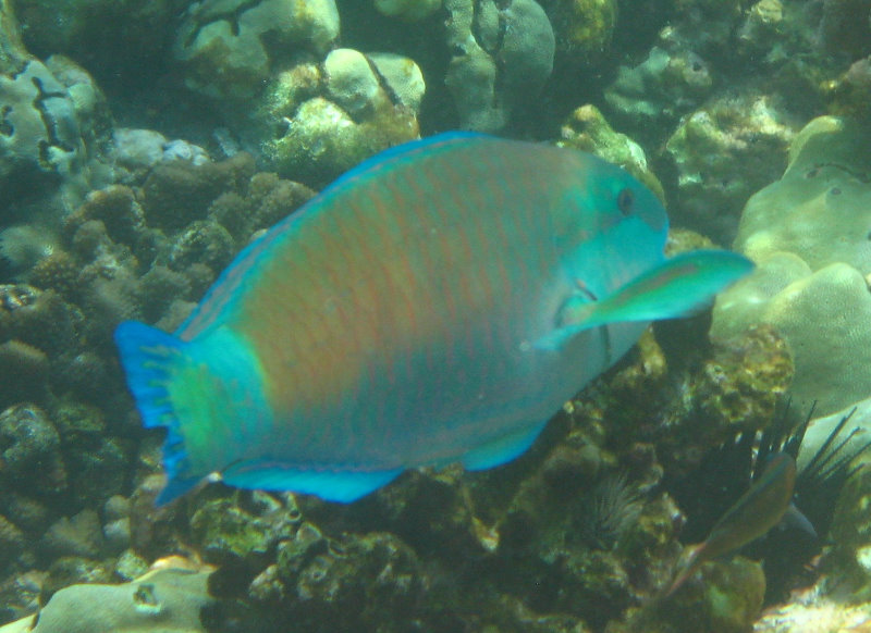 Manini-Beach-Napoopoo-Park-Captain-Cook-Big-Island-Hawaii-044
