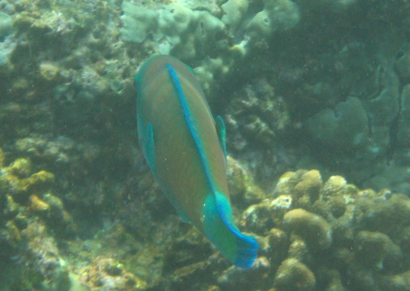 Manini-Beach-Napoopoo-Park-Captain-Cook-Big-Island-Hawaii-045