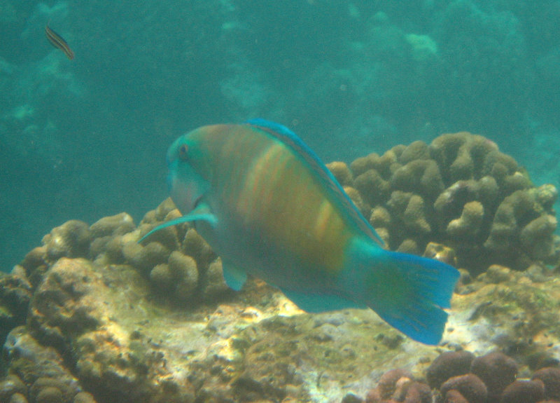 Manini-Beach-Napoopoo-Park-Captain-Cook-Big-Island-Hawaii-046