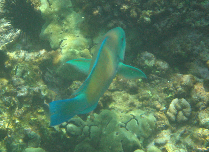 Manini-Beach-Napoopoo-Park-Captain-Cook-Big-Island-Hawaii-047
