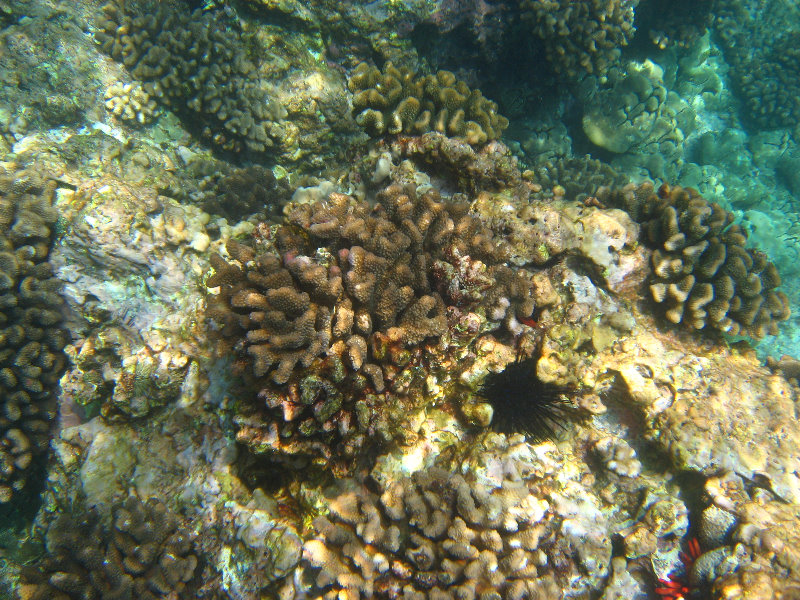 Manini-Beach-Napoopoo-Park-Captain-Cook-Big-Island-Hawaii-048