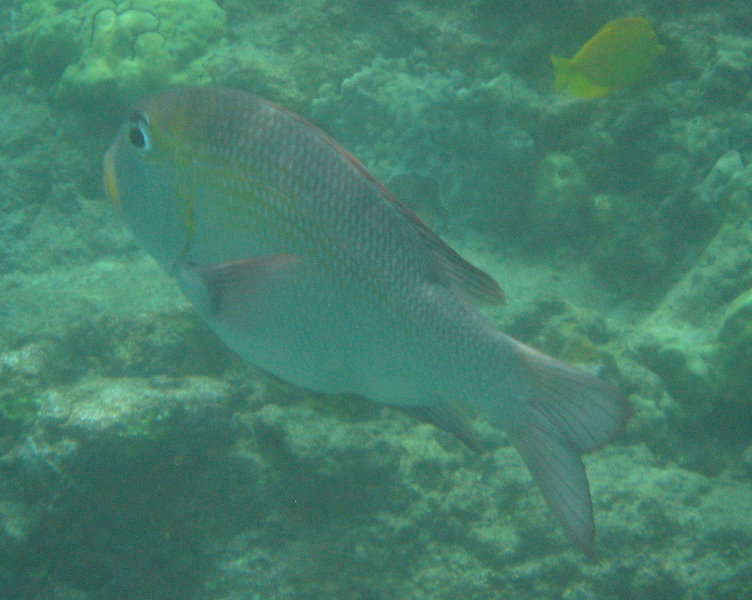 Manini-Beach-Napoopoo-Park-Captain-Cook-Big-Island-Hawaii-049