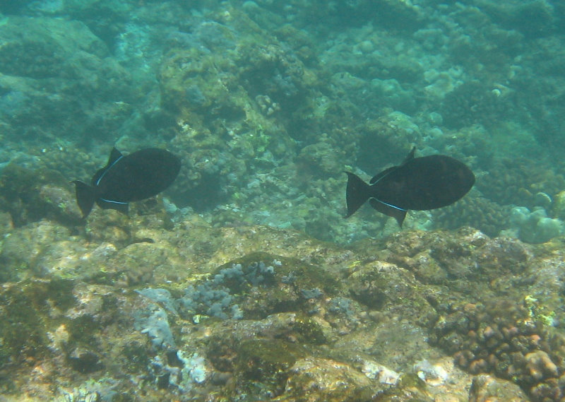 Manini-Beach-Napoopoo-Park-Captain-Cook-Big-Island-Hawaii-050
