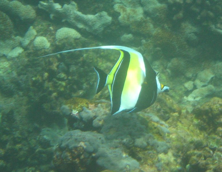 Manini-Beach-Napoopoo-Park-Captain-Cook-Big-Island-Hawaii-051