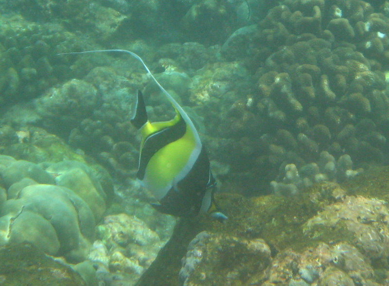 Manini-Beach-Napoopoo-Park-Captain-Cook-Big-Island-Hawaii-052