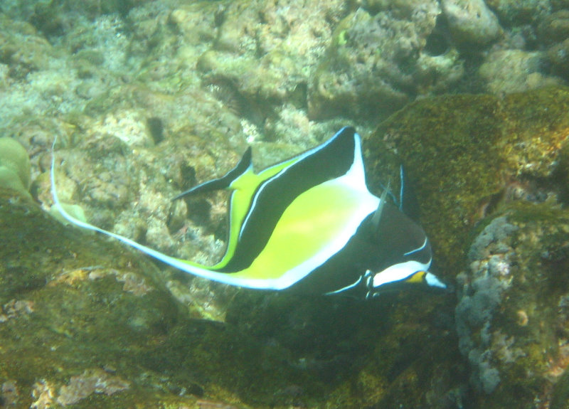 Manini-Beach-Napoopoo-Park-Captain-Cook-Big-Island-Hawaii-053