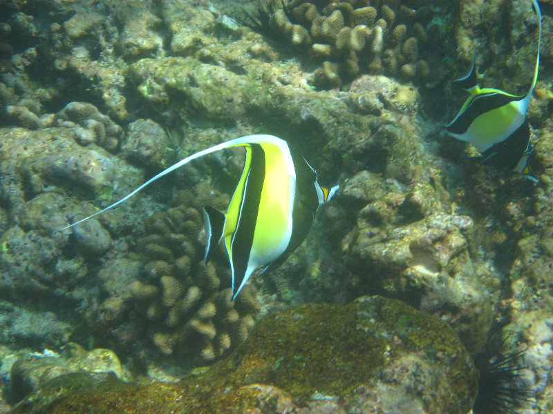 Manini-Beach-Napoopoo-Park-Captain-Cook-Big-Island-Hawaii-054