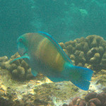 Manini Beach, Napoopoo Park, Big Island, Hawaii