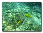 Manini-Beach-Napoopoo-Park-Captain-Cook-Big-Island-Hawaii-017