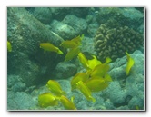 Manini-Beach-Napoopoo-Park-Captain-Cook-Big-Island-Hawaii-018