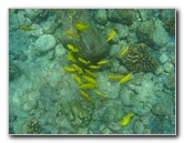 Manini-Beach-Napoopoo-Park-Captain-Cook-Big-Island-Hawaii-019