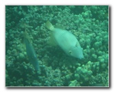 Manini-Beach-Napoopoo-Park-Captain-Cook-Big-Island-Hawaii-022