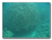 Manini-Beach-Napoopoo-Park-Captain-Cook-Big-Island-Hawaii-023