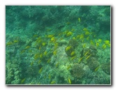 Manini-Beach-Napoopoo-Park-Captain-Cook-Big-Island-Hawaii-026