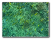 Manini-Beach-Napoopoo-Park-Captain-Cook-Big-Island-Hawaii-027