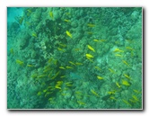 Manini-Beach-Napoopoo-Park-Captain-Cook-Big-Island-Hawaii-028