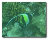 Manini-Beach-Napoopoo-Park-Captain-Cook-Big-Island-Hawaii-029