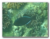 Manini-Beach-Napoopoo-Park-Captain-Cook-Big-Island-Hawaii-031