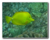 Manini-Beach-Napoopoo-Park-Captain-Cook-Big-Island-Hawaii-034