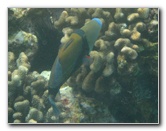 Manini-Beach-Napoopoo-Park-Captain-Cook-Big-Island-Hawaii-039