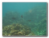 Manini-Beach-Napoopoo-Park-Captain-Cook-Big-Island-Hawaii-041