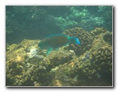 Manini-Beach-Napoopoo-Park-Captain-Cook-Big-Island-Hawaii-042