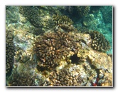 Manini-Beach-Napoopoo-Park-Captain-Cook-Big-Island-Hawaii-048