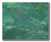 Manini-Beach-Napoopoo-Park-Captain-Cook-Big-Island-Hawaii-049