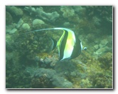 Manini-Beach-Napoopoo-Park-Captain-Cook-Big-Island-Hawaii-051