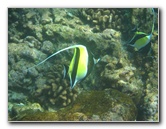 Manini-Beach-Napoopoo-Park-Captain-Cook-Big-Island-Hawaii-054