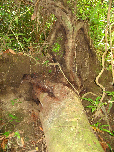 Manuel-Antonio-National-Park-Costa-Rica-028