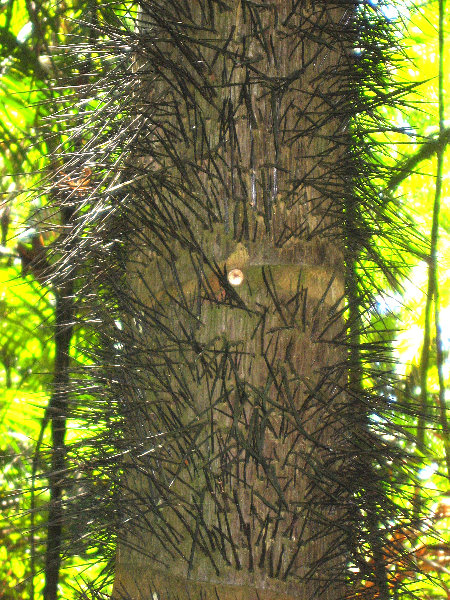 Manuel-Antonio-National-Park-Costa-Rica-029