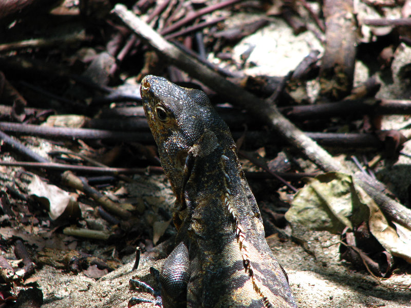 Manuel-Antonio-National-Park-Costa-Rica-037