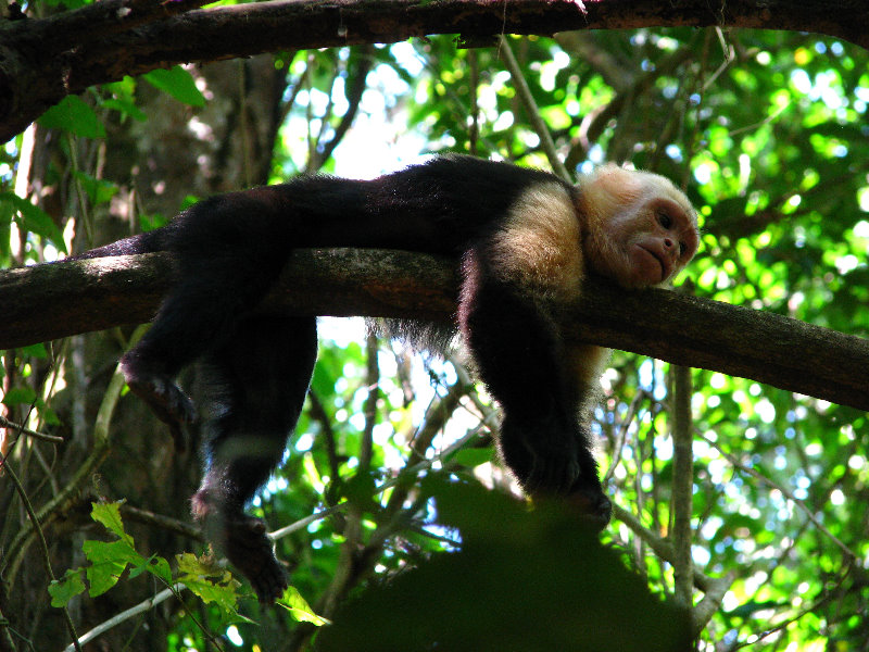 Manuel-Antonio-National-Park-Costa-Rica-052