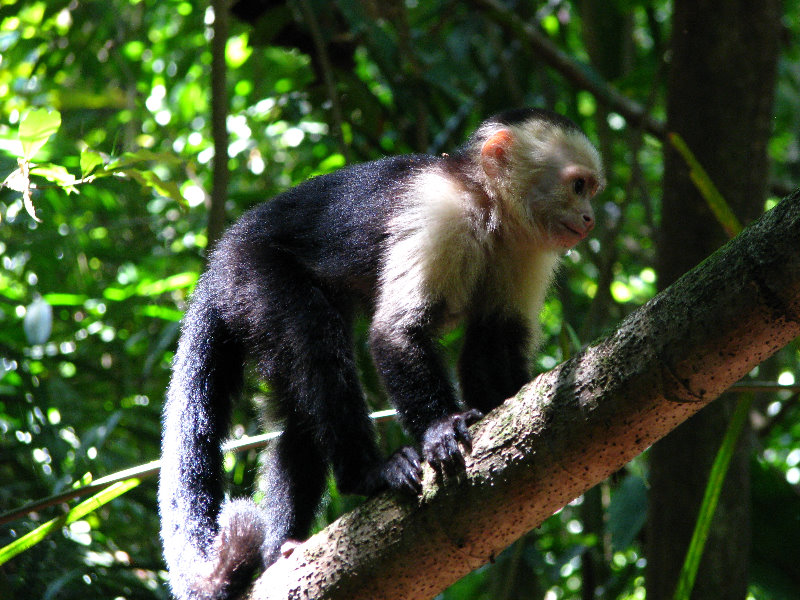 Manuel-Antonio-National-Park-Costa-Rica-053