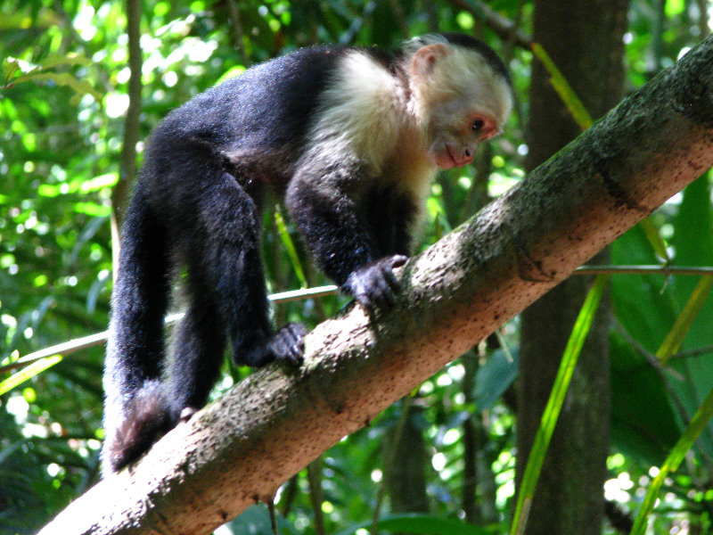 Manuel-Antonio-National-Park-Costa-Rica-054