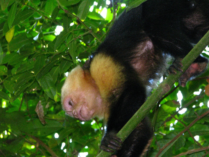 Manuel-Antonio-National-Park-Costa-Rica-055