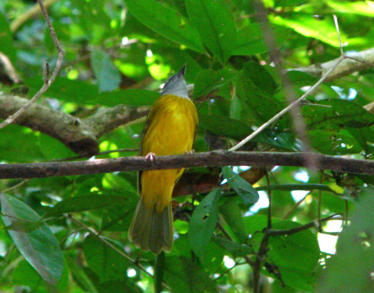 Manuel-Antonio-National-Park-Costa-Rica-056